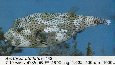 Arothron stellatus